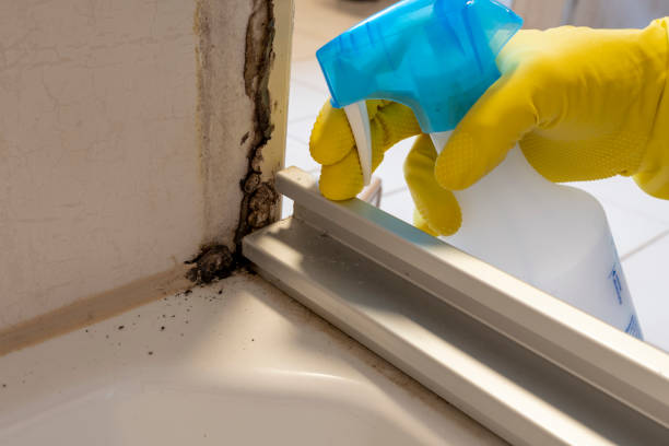 Why You Should Choose Our Mold Remediation Services in El Paso, TX